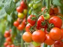 balde-cultivo-tomate-canteiro-hidroponia.webp